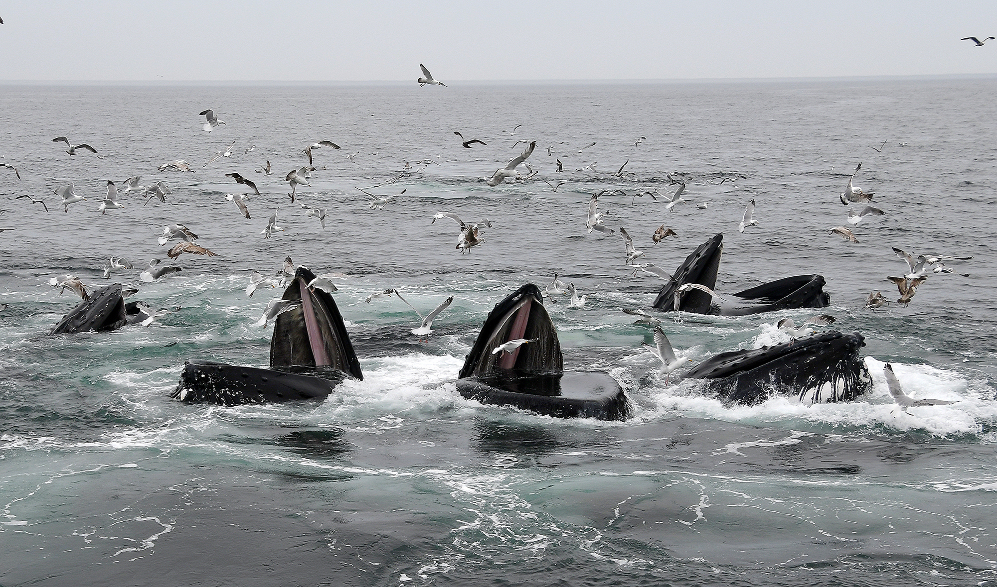 whales cooperative feeding